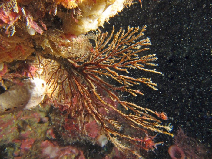 Solanderi fusca; 18m, Chimney Rock, Melbourne, Australia; photo Jan Watson