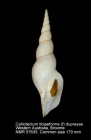 Calliotectum tibiaeforme