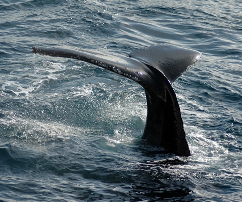 Megaptera novaeangliae Megaptera novaeangliae
