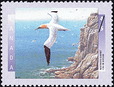 Canadian Postage Stamp (1997): Northern Gannet