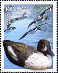 Canadian Postage Stamp (2006): Barrow's golden eye