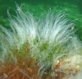 Hydrozoa (hydroids)