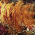 Hydrozoa (hydroids)