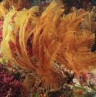 Sertularia unguiculata; Australia, Victoria, Popes Eye Reef, 10m; photo Jan Watson