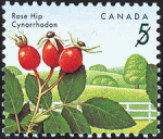 Canadian Postage Stamp (1992): Rose Hip
