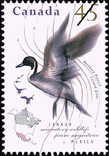 Canadian Postage Stamp (1995): Northern Pintail
