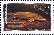 Canadian Postage Stamp (1997): Atlantic Sturgeon, Acipenser oxyrhynchus Canadian Postage Stamp (1997): Atlantic Sturgeon, Acipenser oxyrhynchus