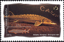 Canadian Postage Stamp (1997): Atlantic Sturgeon, Acipenser oxyrhynchus