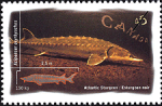 Canadian Postage Stamp (1997): Atlantic Sturgeon, Acipenser oxyrhynchus