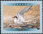 Canadian Postage Stamp (2001): Arctic Tern