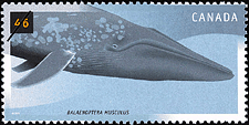 Canadian Postage Stamp (2000): Blue Whale, Balaenoptera musculus Canadian Postage Stamp (2000): Blue Whale, Balaenoptera musculus