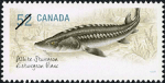 Canadian Postage Stamp (2007): White Sturgeon