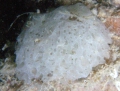 Porifera (sponges)