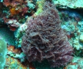 Porifera (sponges)