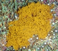 Porifera (sponges)