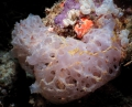 Porifera (sponges)