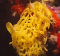 Porifera (sponges)