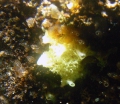 Porifera (sponges)