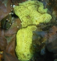 Porifera (sponges)