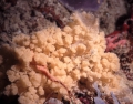 Porifera (sponges)