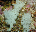 Porifera (sponges)