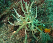Uteopsis argentea (Poléjaeff, 1883)