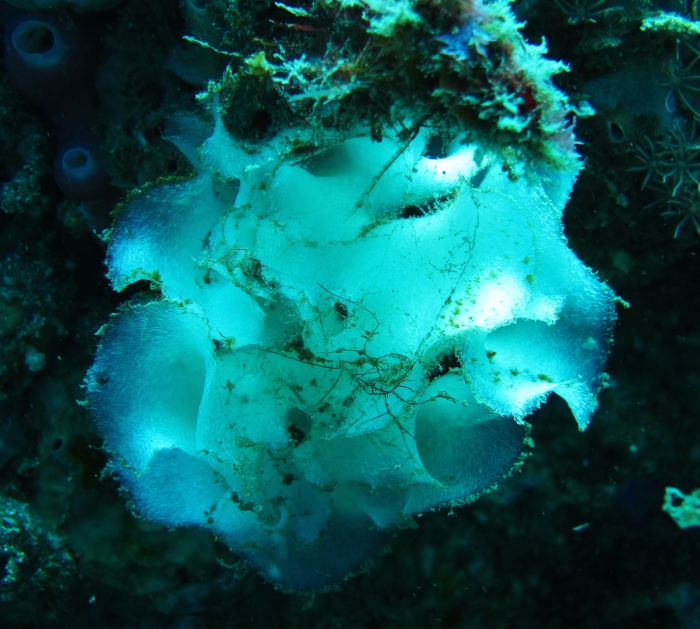 Anamixilla torresi Poléjaeff, 1883 Anamixilla torresi Poléjaeff, 1883