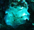 Porifera (sponges)