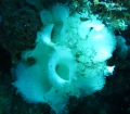 Porifera (sponges)