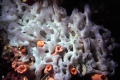 Porifera (sponges)