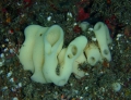 Porifera (sponges)