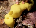 Porifera (sponges)