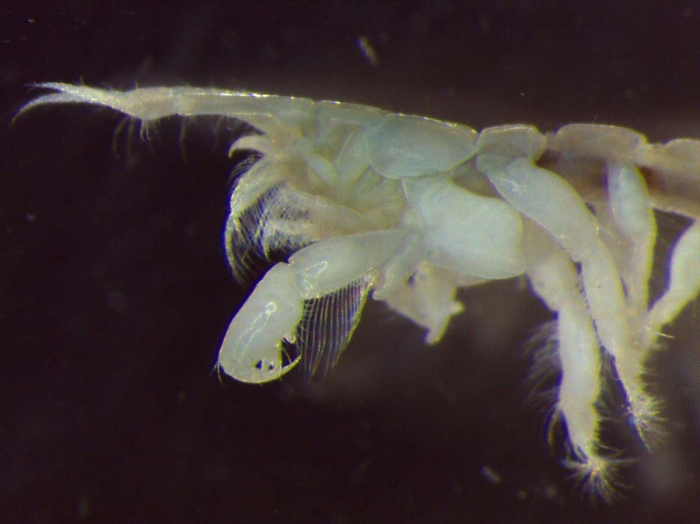 Monokalliapseudes guianae Drumm, Jourde, & Bocher, 2015- Head of male specimen