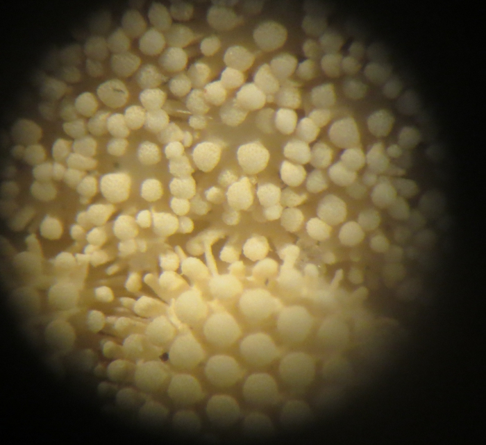 Astropecten articulatus Neotype Astropecten articulatus Neotype