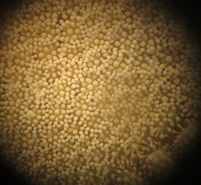 Astropecten articulatus Neotype Astropecten articulatus Neotype