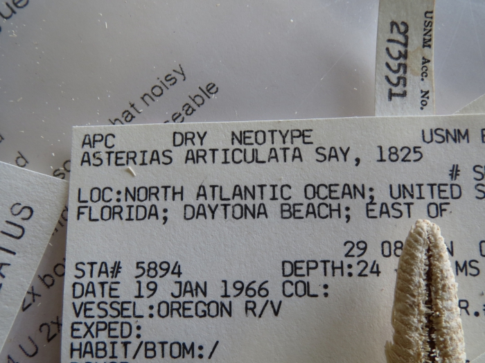 Astropecten articulatus Neotype Astropecten articulatus Neotype