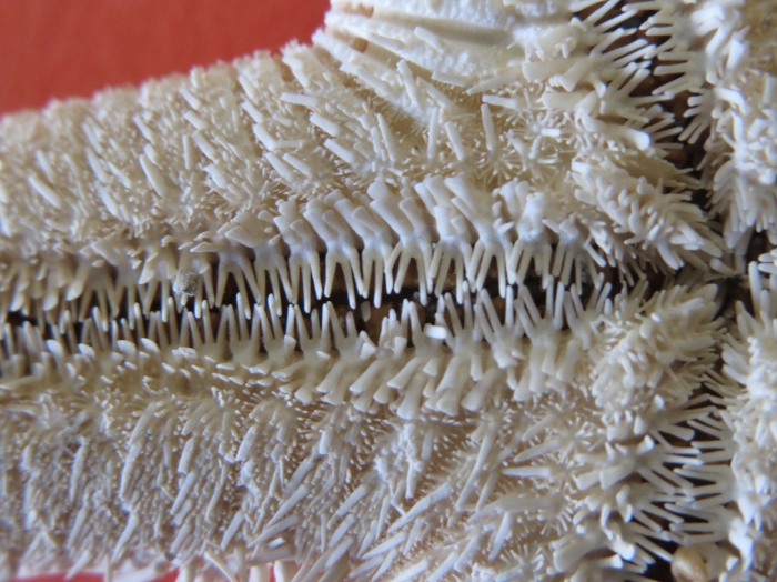 Astropecten articulatus Neotype