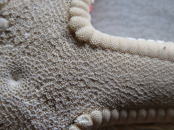 Astropecten articulatus Neotype Astropecten articulatus Neotype