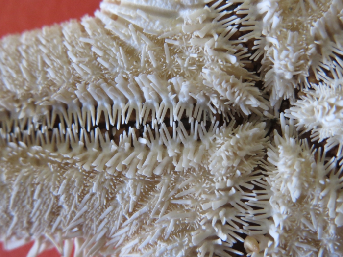 Astropecten articulatus Neotype Astropecten articulatus Neotype