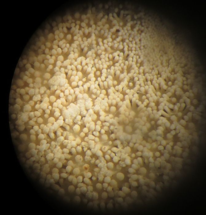 Astropecten articulatus Neotype Astropecten articulatus Neotype
