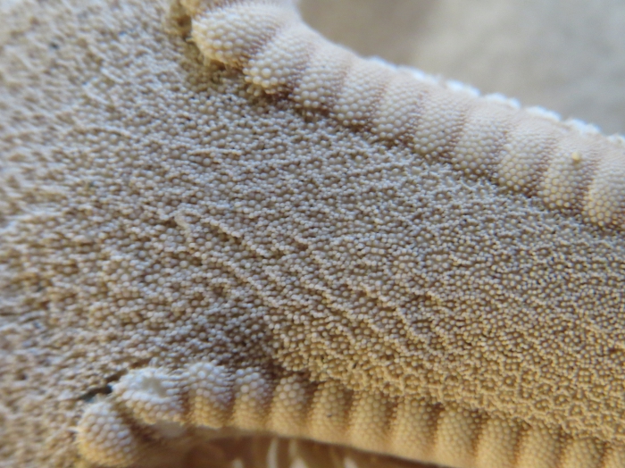 Astropecten articulatus Neotype Astropecten articulatus Neotype