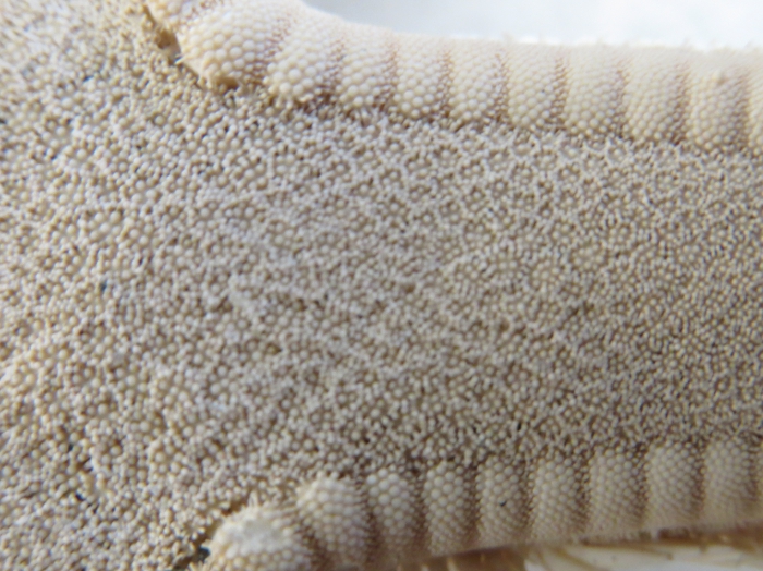 Astropecten articulatus Neotype Astropecten articulatus Neotype