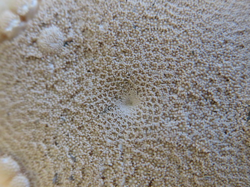 Astropecten articulatus Neotype