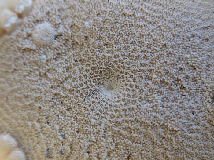 Astropecten articulatus Neotype Astropecten articulatus Neotype