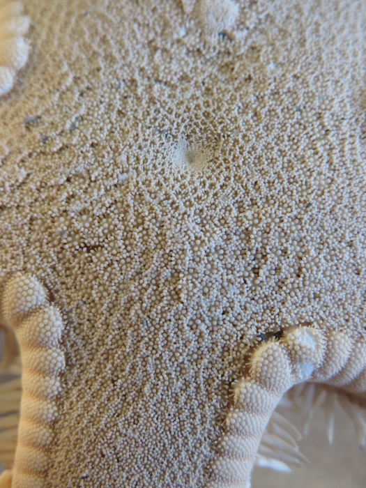 Astropecten articulatus Neotype