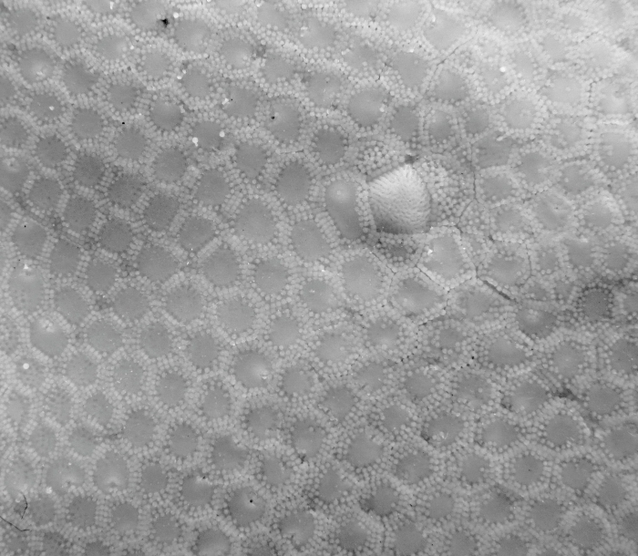 Holotype Apollonaster kelleyi Holotype Apollonaster kelleyi