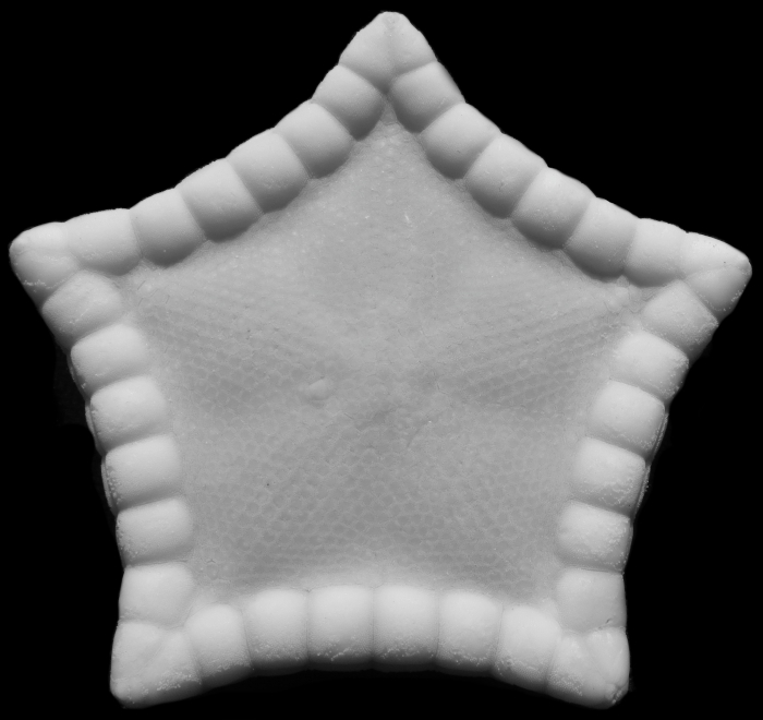 Holotype Apollonaster kelleyi Holotype Apollonaster kelleyi