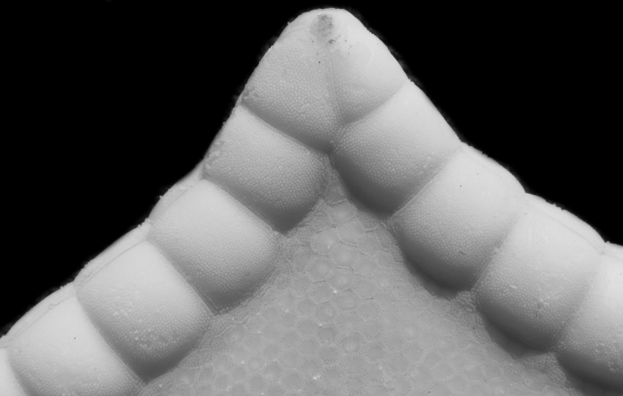 Holotype Apollonaster kelleyi Holotype Apollonaster kelleyi
