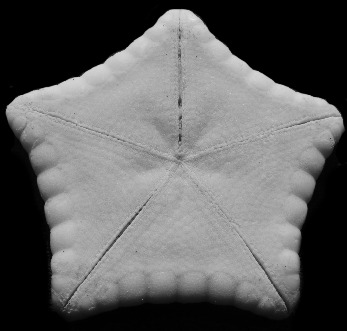 Holotype Apollonaster kelleyi Holotype Apollonaster kelleyi