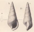 Mollusca (molluscs)